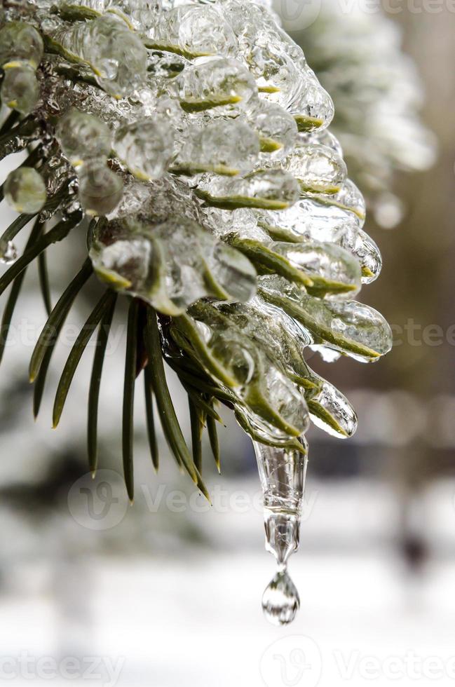 hielo derritiéndose en una rama de abeto foto