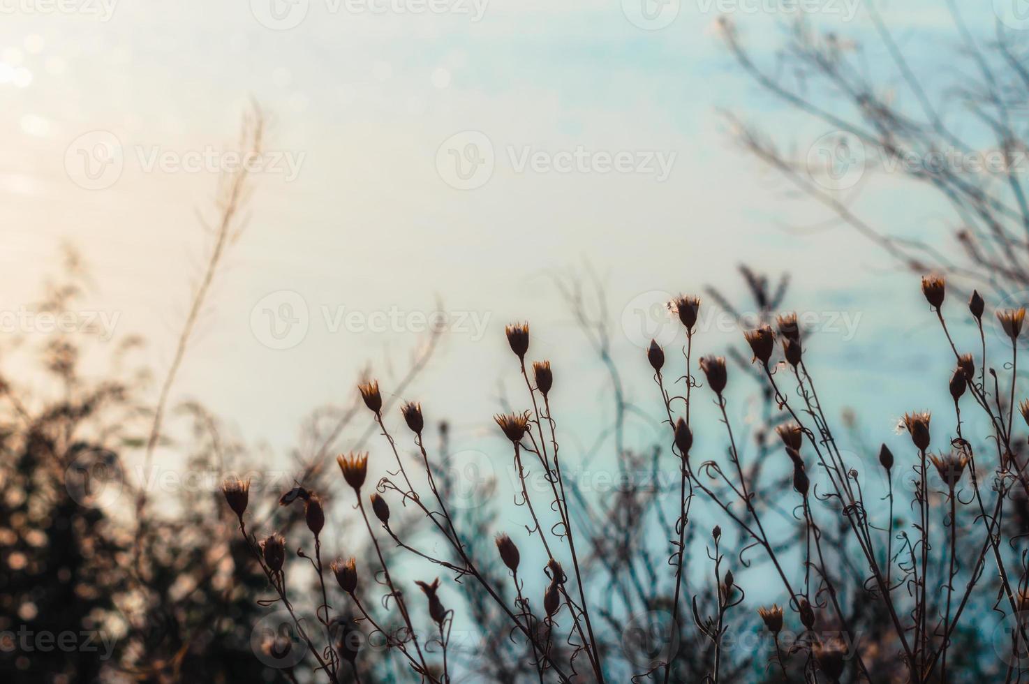 plantas al atardecer foto