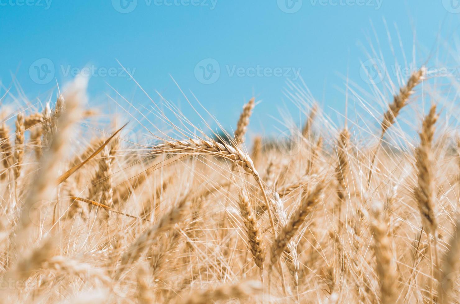 campo de trigo foto