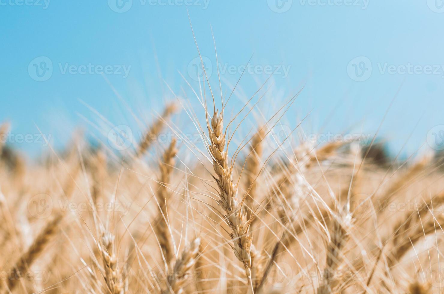 primer plano del campo de trigo foto