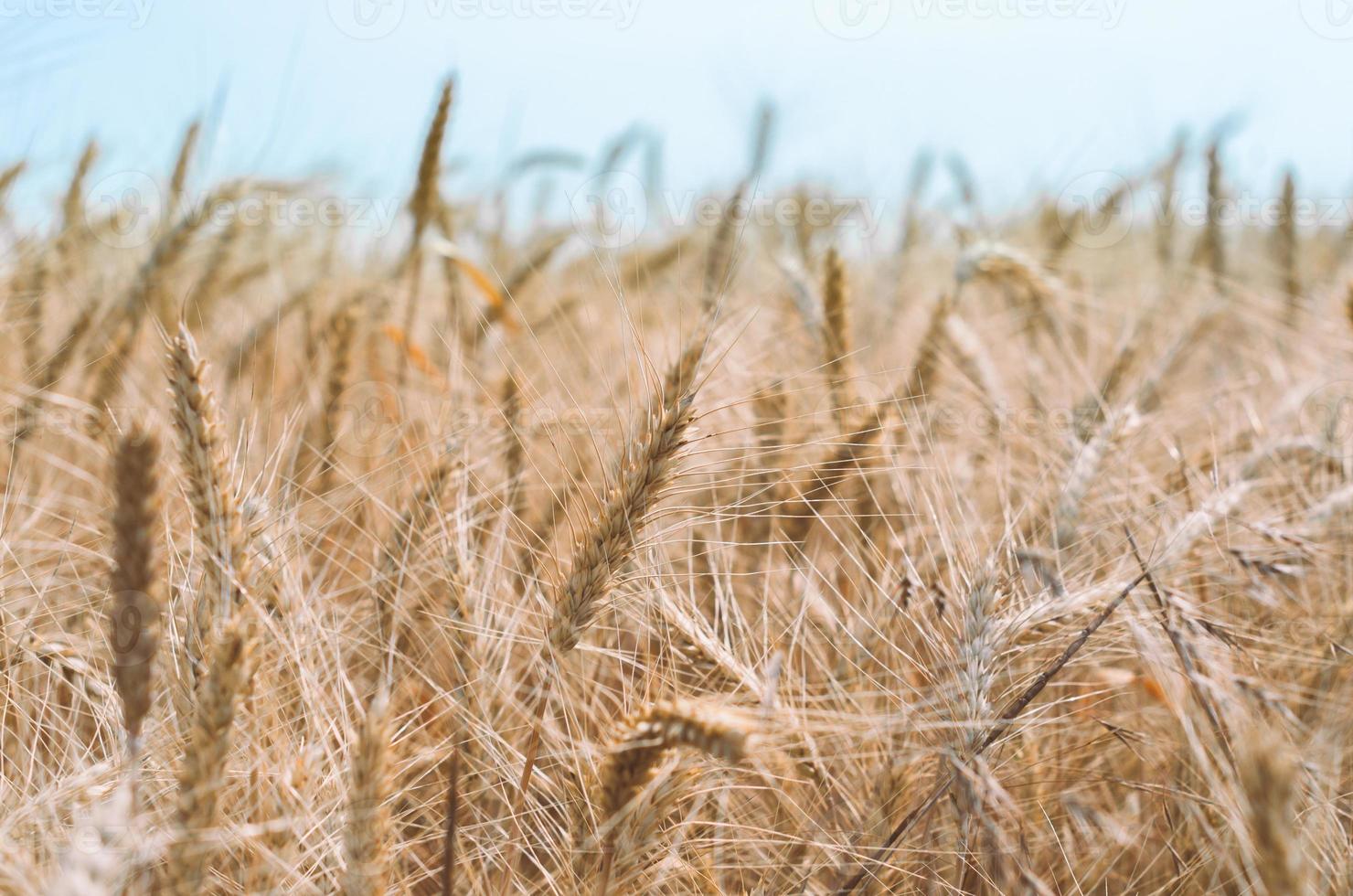 Field of wheat during the day photo