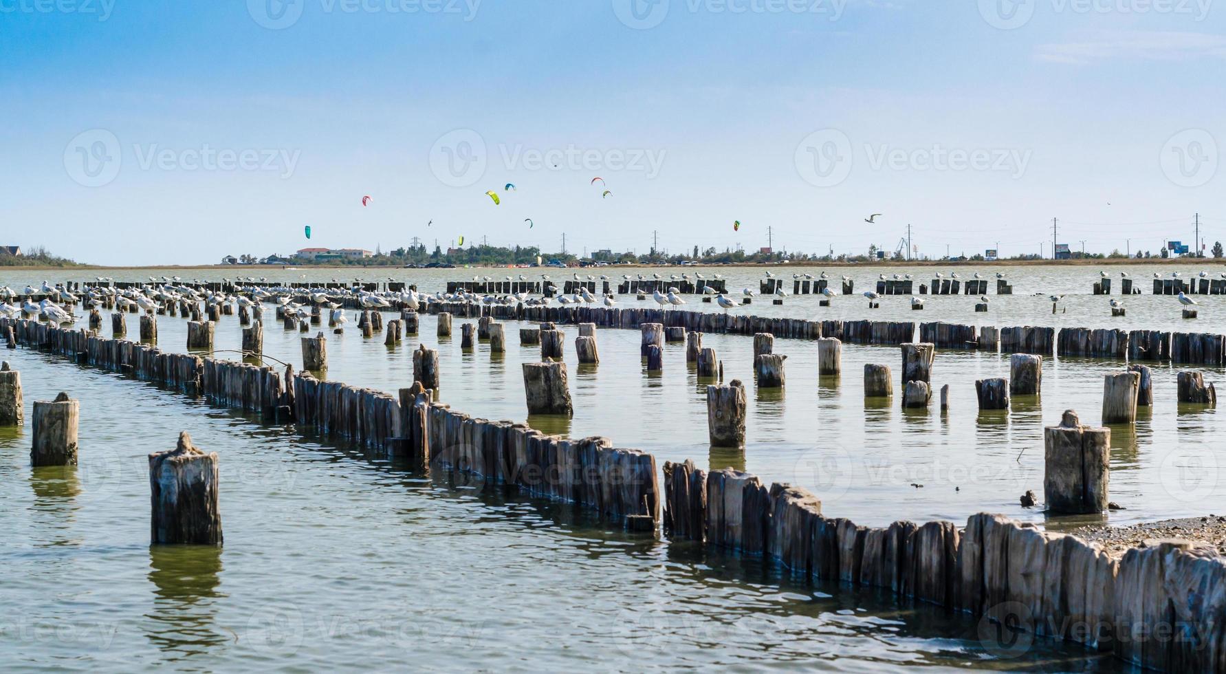 Vigas de madera vieja en el agua con gaviotas y cometas en el fondo foto