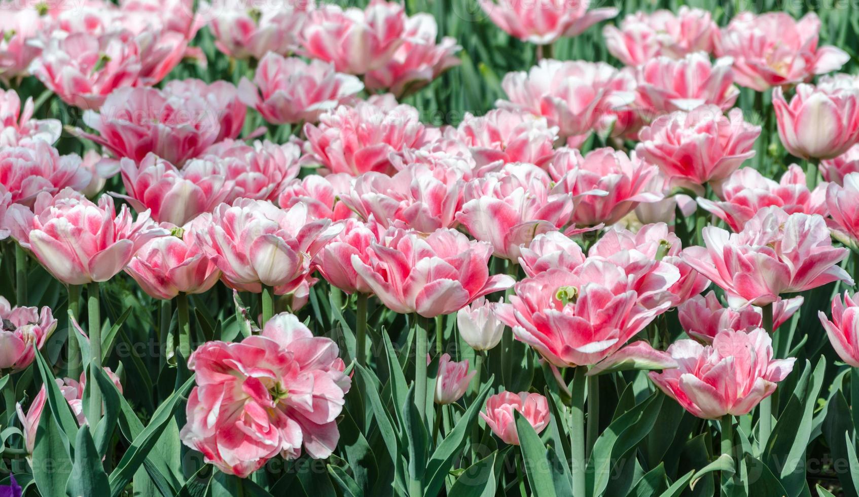 Pink hybrid tulips photo