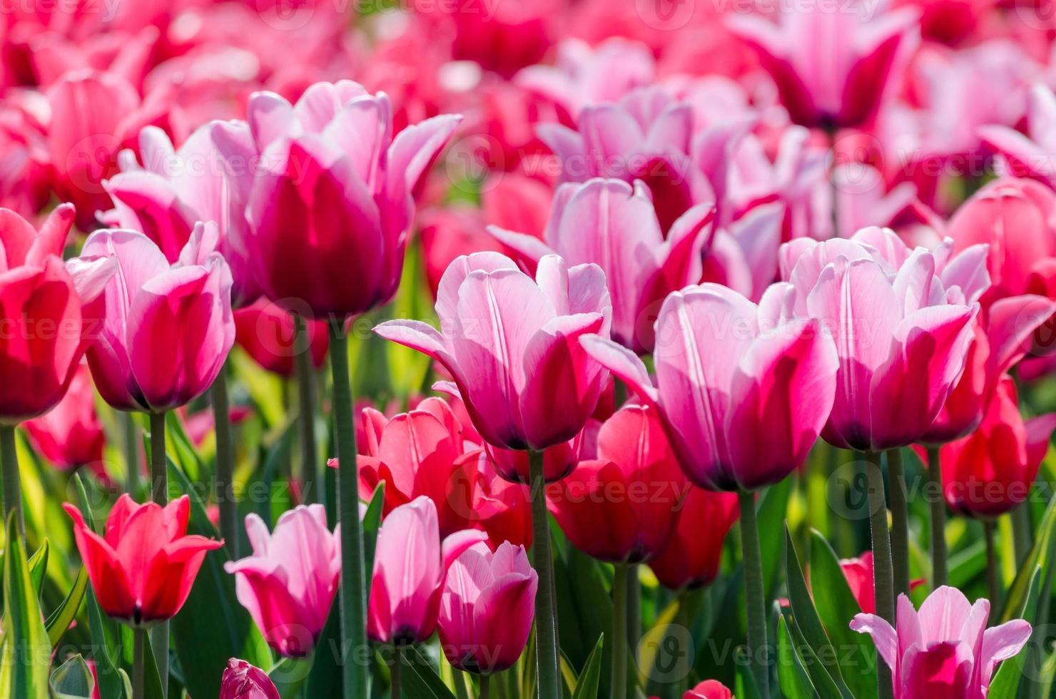 Vibrant pink tulips photo