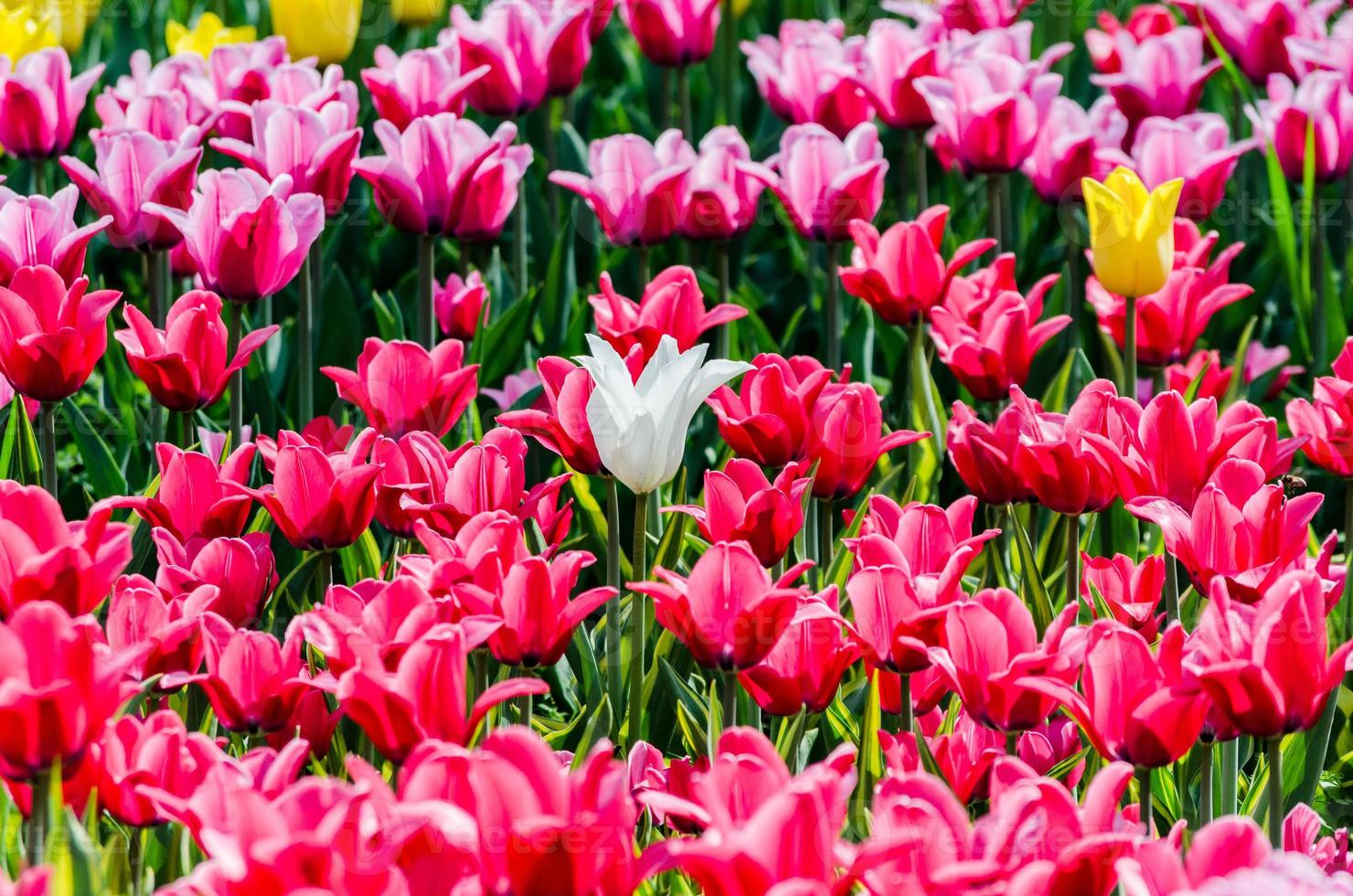 campo de tulipanes foto