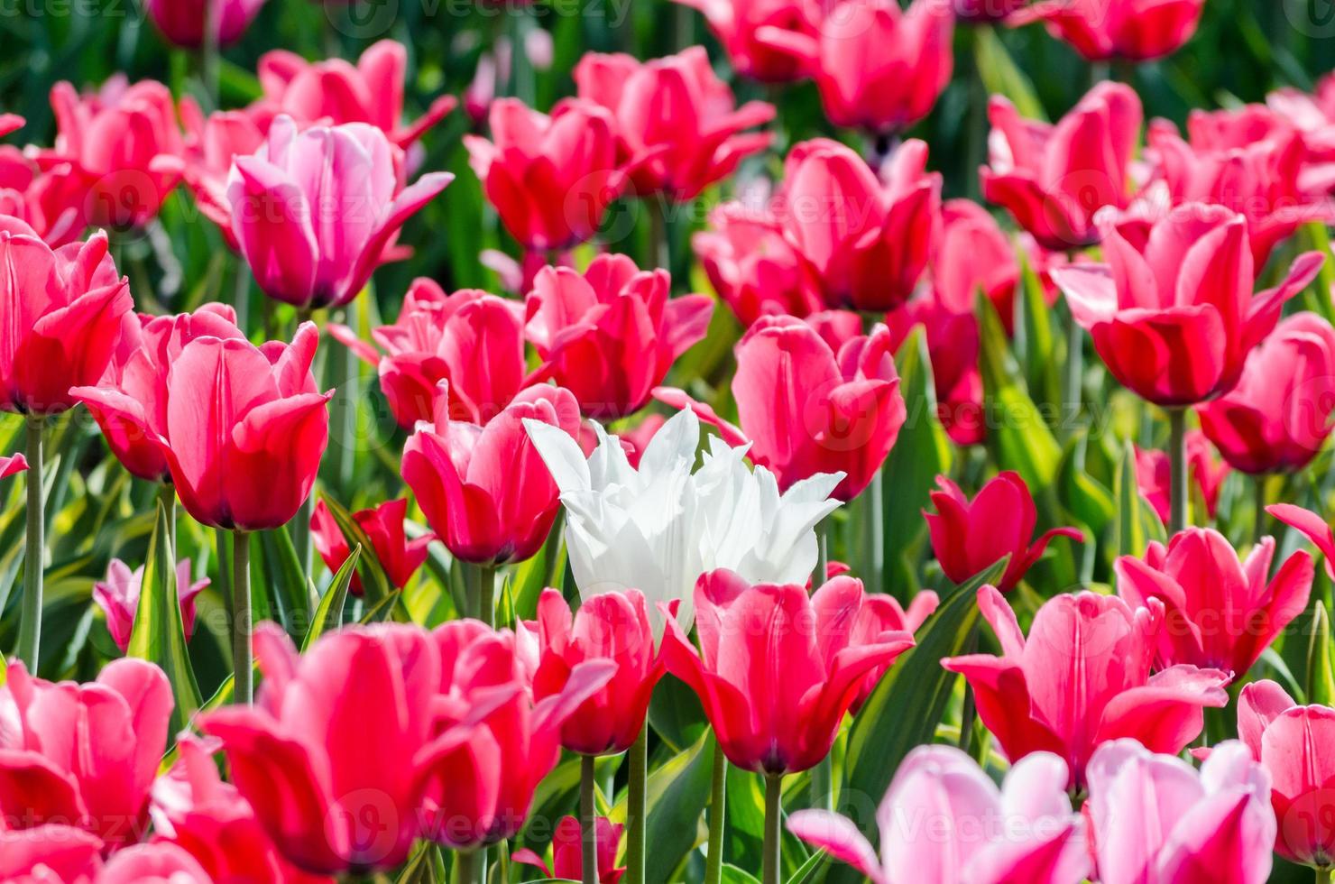 Red and white tulips photo