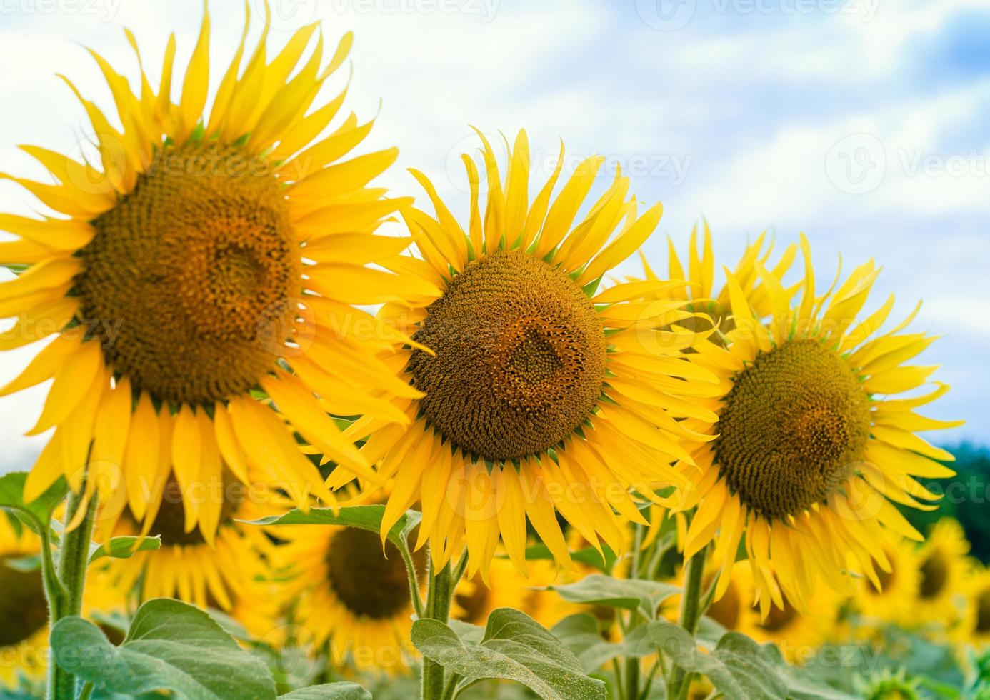 Three yellow sunflowers photo