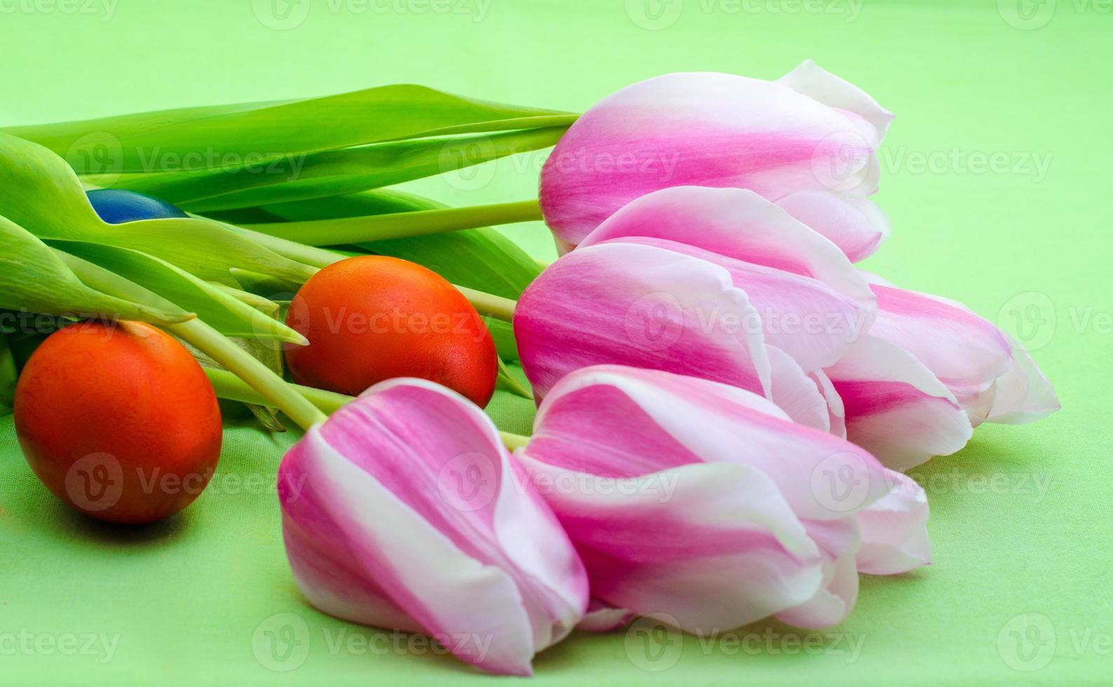 Tulips on a green background photo