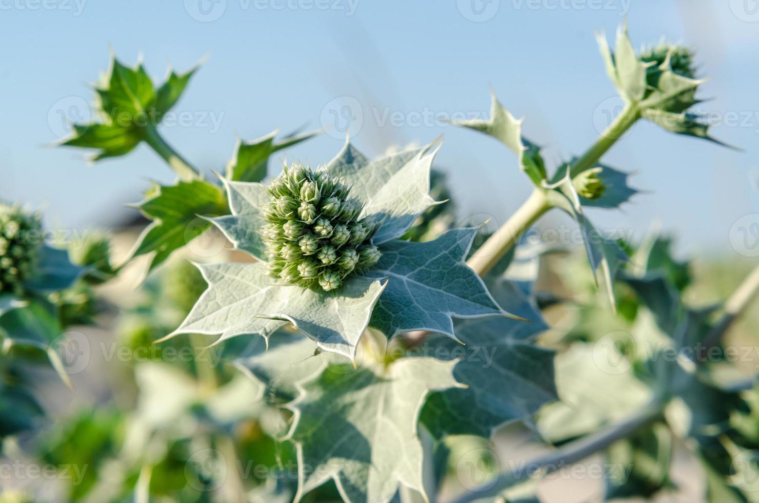 planta de eryngium verde foto