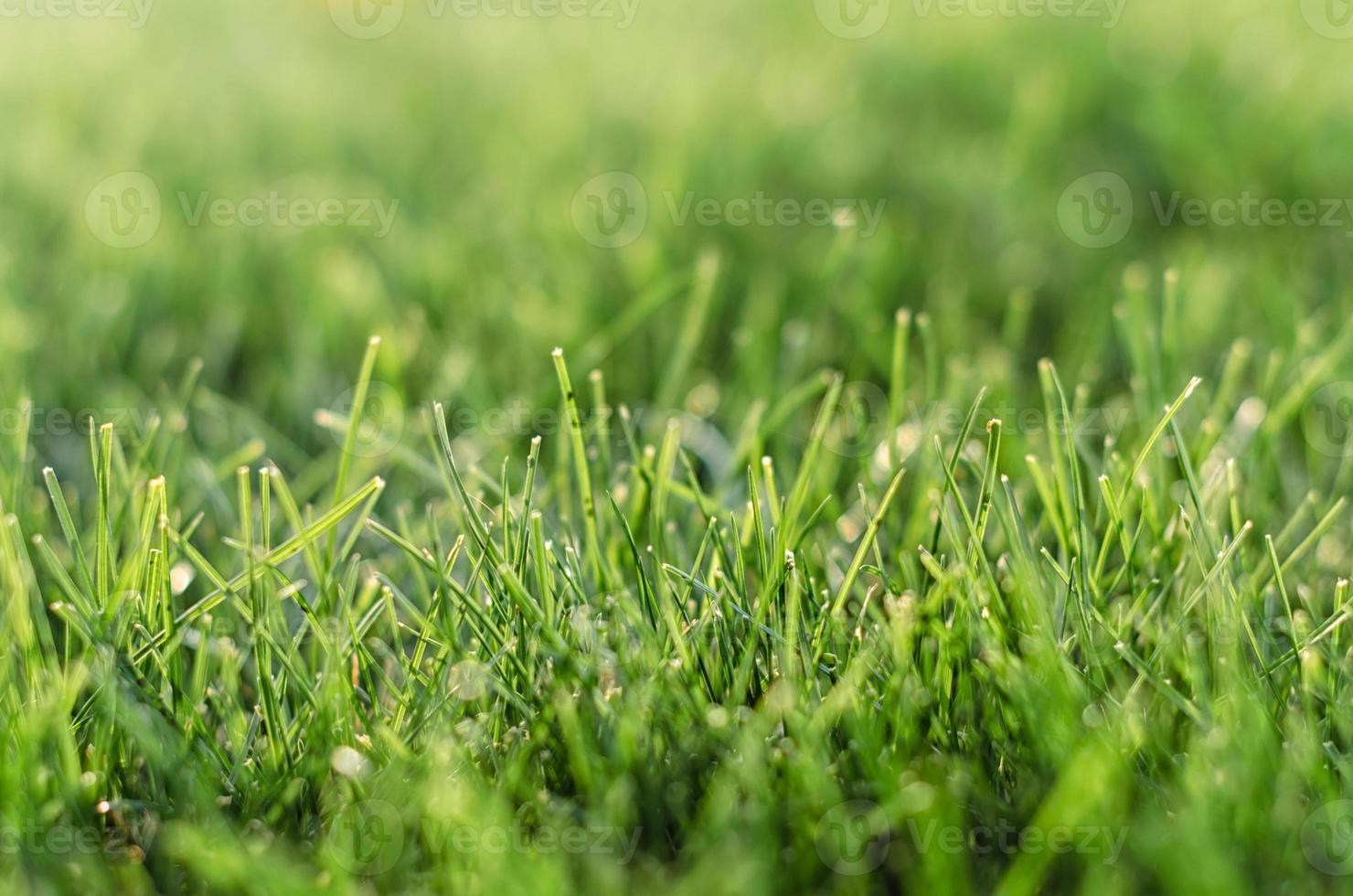 Field of grass photo
