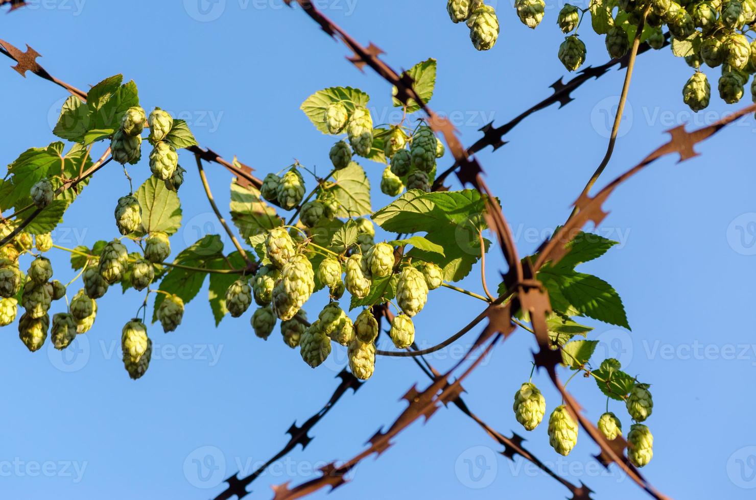 Conos de lúpulo sobre alambre de púas oxidado foto