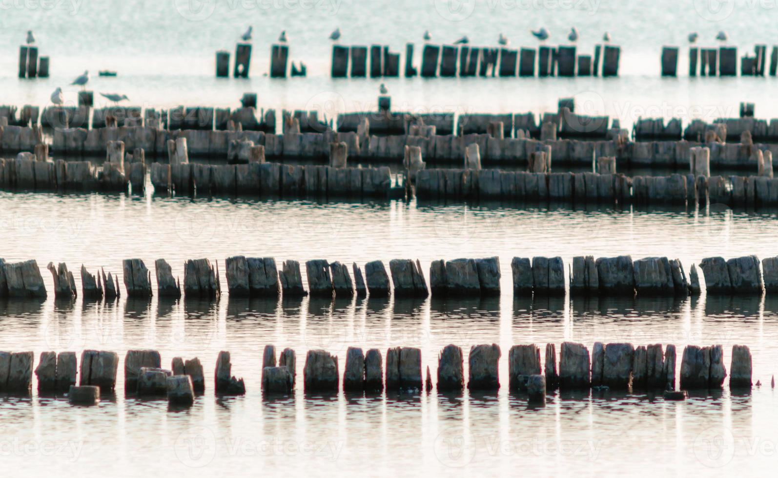 Seagulls on wooden stumps in water photo