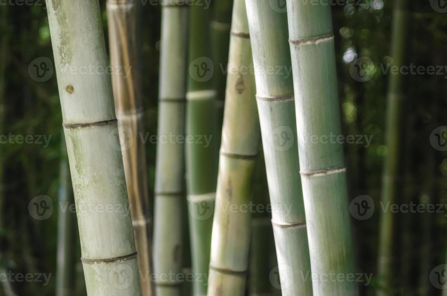 Green bamboo grove photo