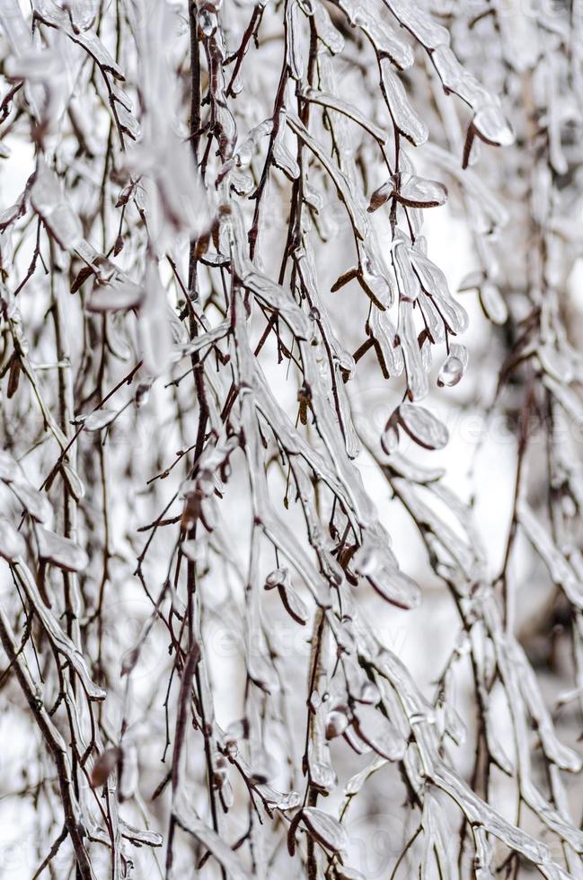 ramas de abedul cubiertas de hielo foto