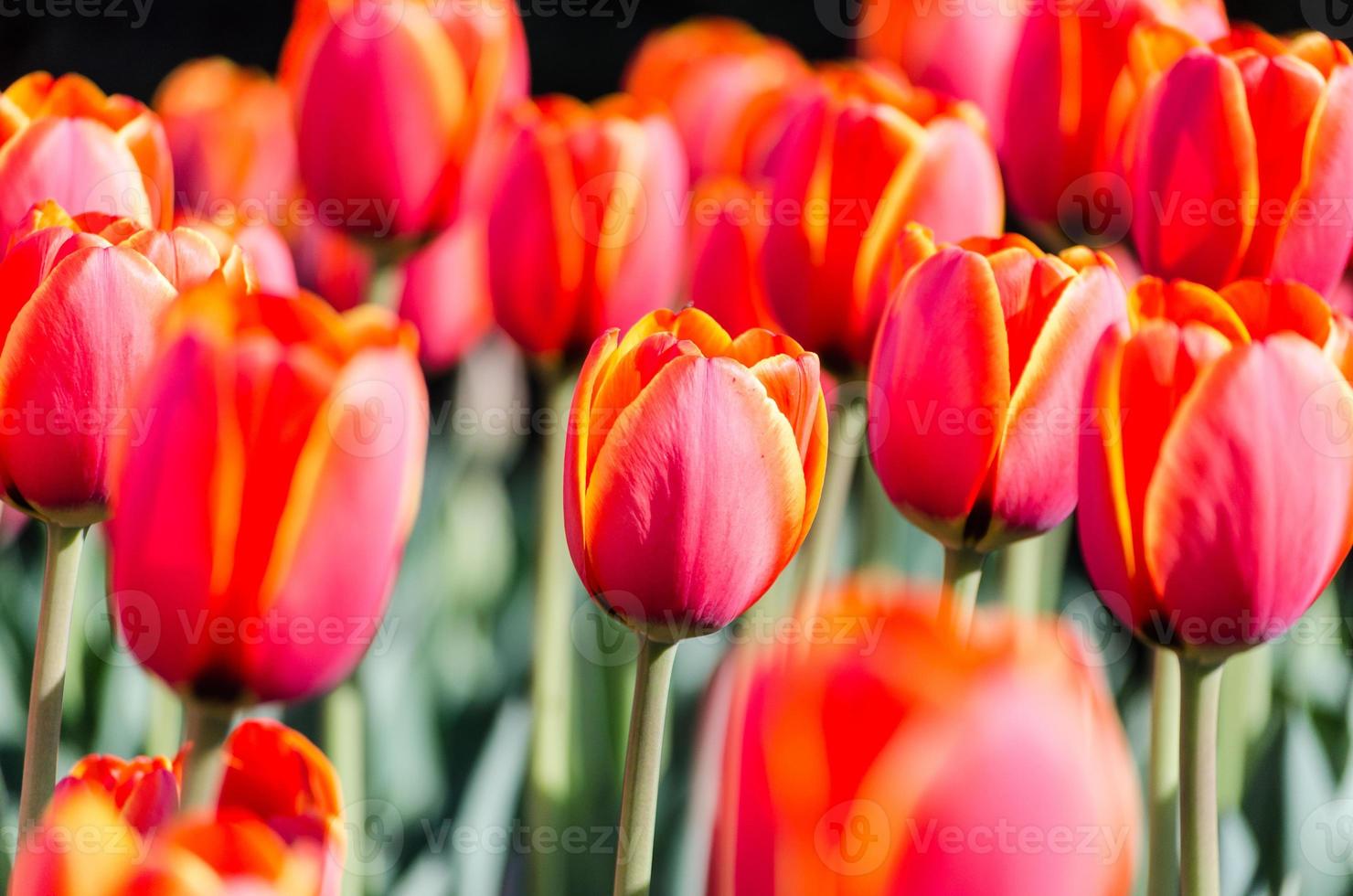 tulipanes rojos y amarillos foto