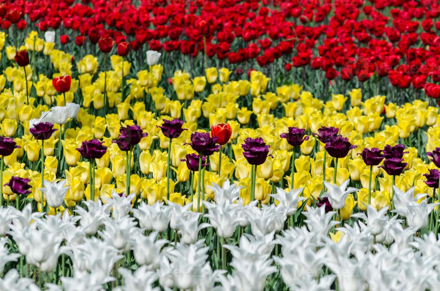 campo de tulipanes foto