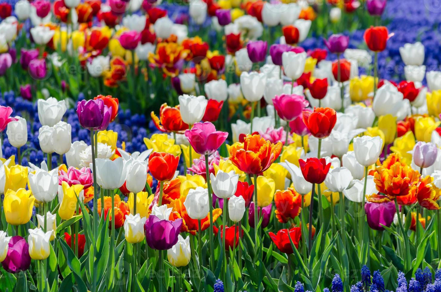 Multicolored  hybrid tulips photo