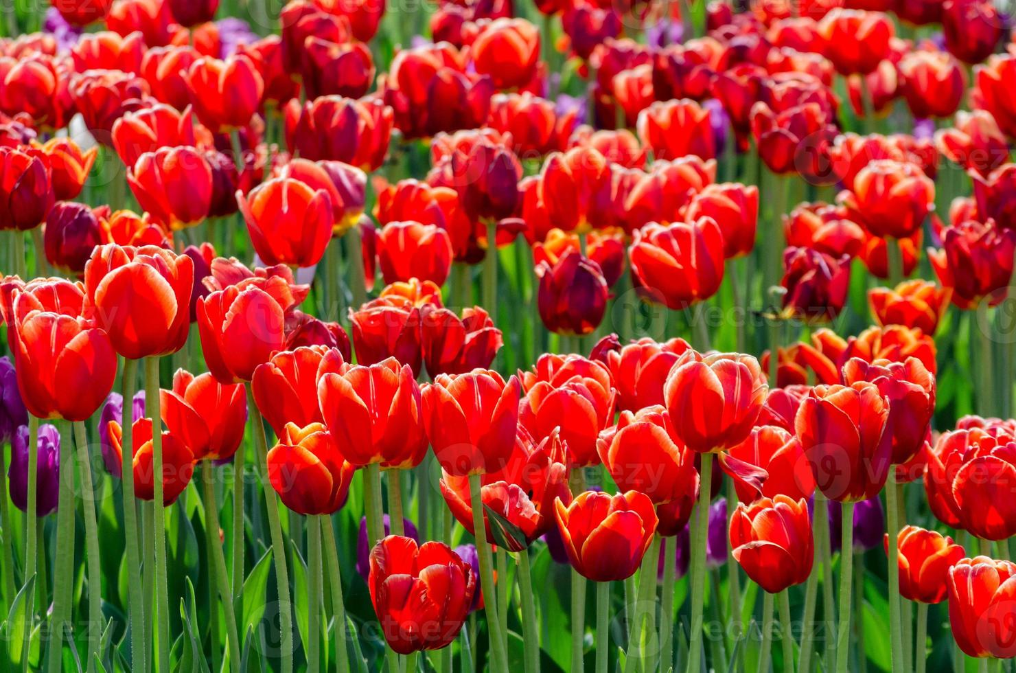 Bed of red hybrid tulips photo