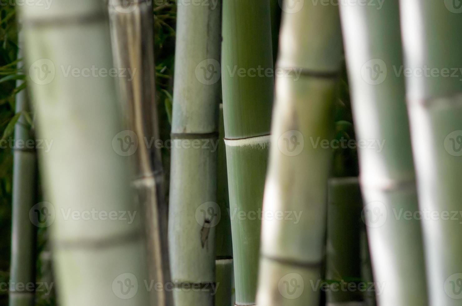 Green bamboo close-up photo