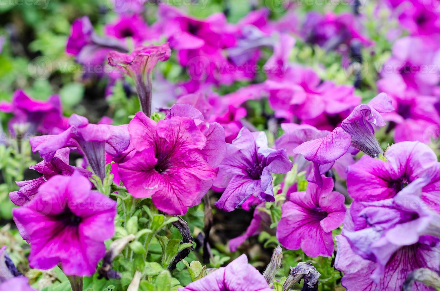 grupo de petunias moradas foto