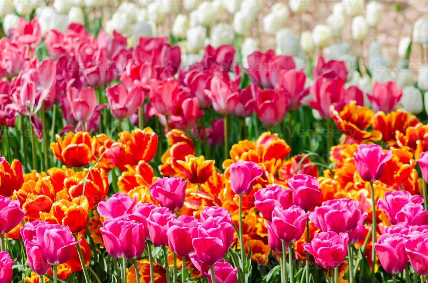 Field of colorful hybrid tulips photo