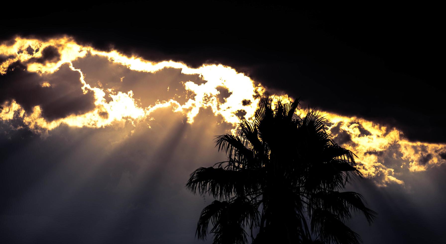 Sun kissed palm trees photo