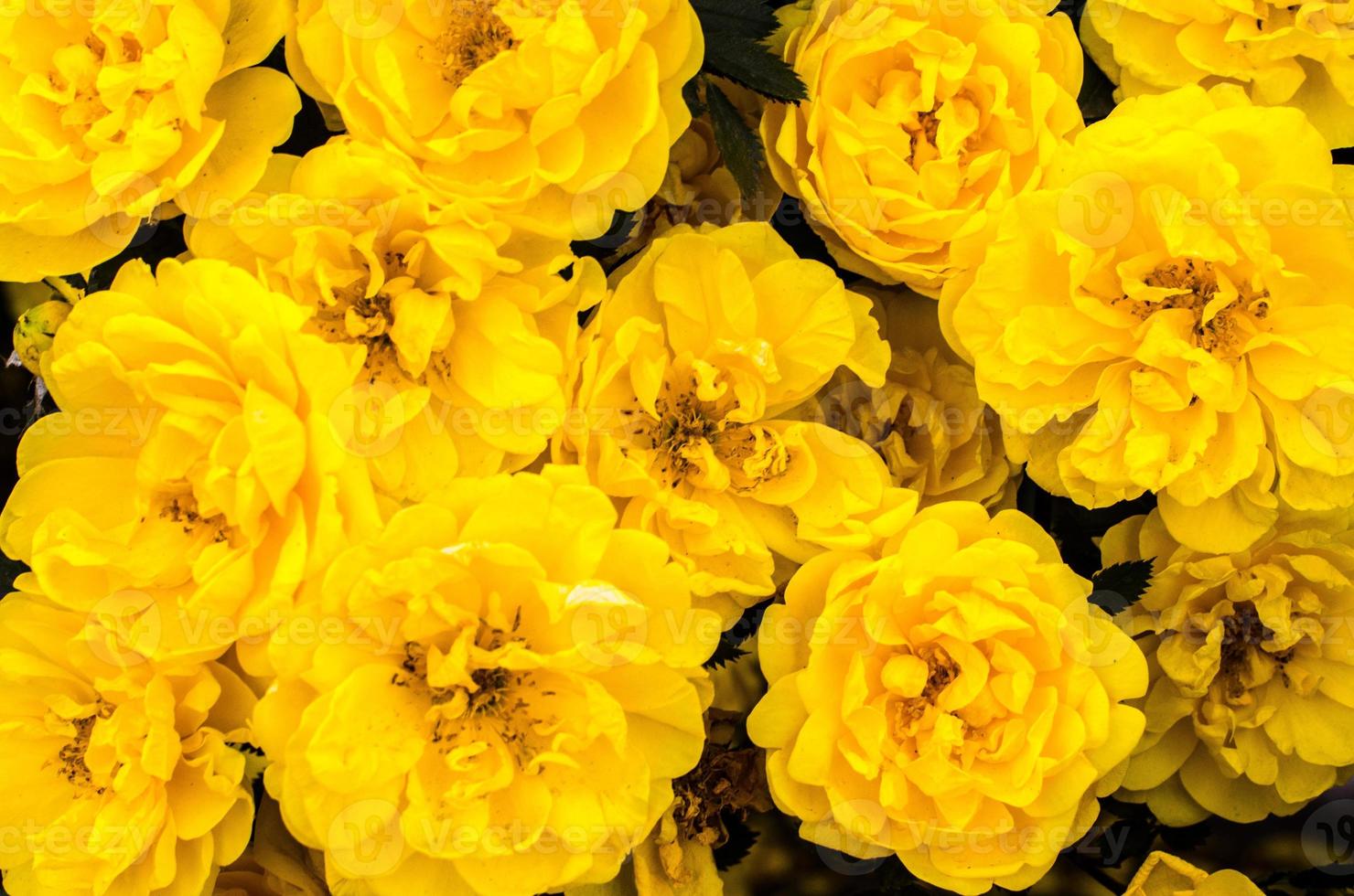 Group of yellow flowers photo