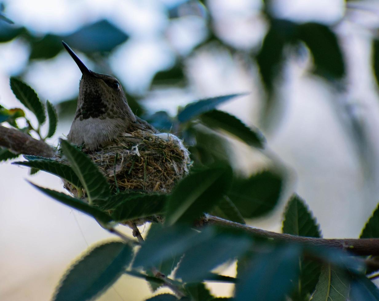 Hummingbird resting in a nest photo