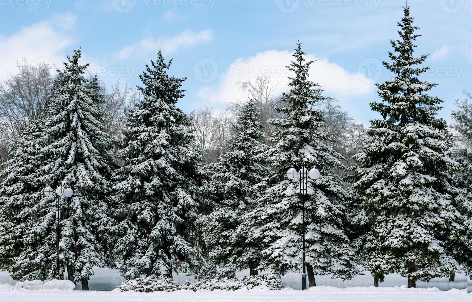 Snow-covered fir trees photo