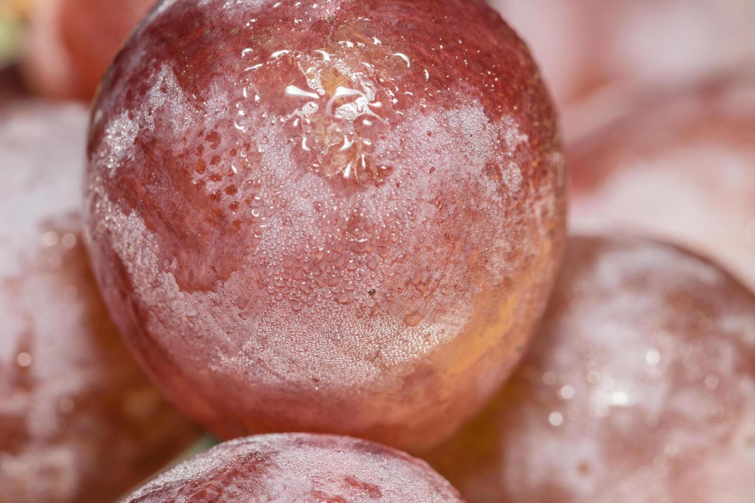 Macro close up of grapes with water drops photo