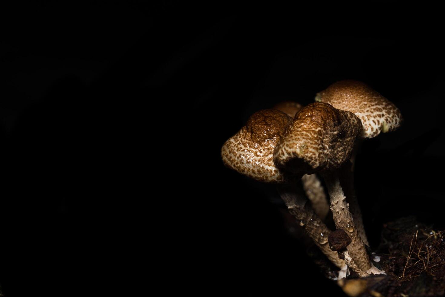 Macro de cerca de setas marrones en la naturaleza foto