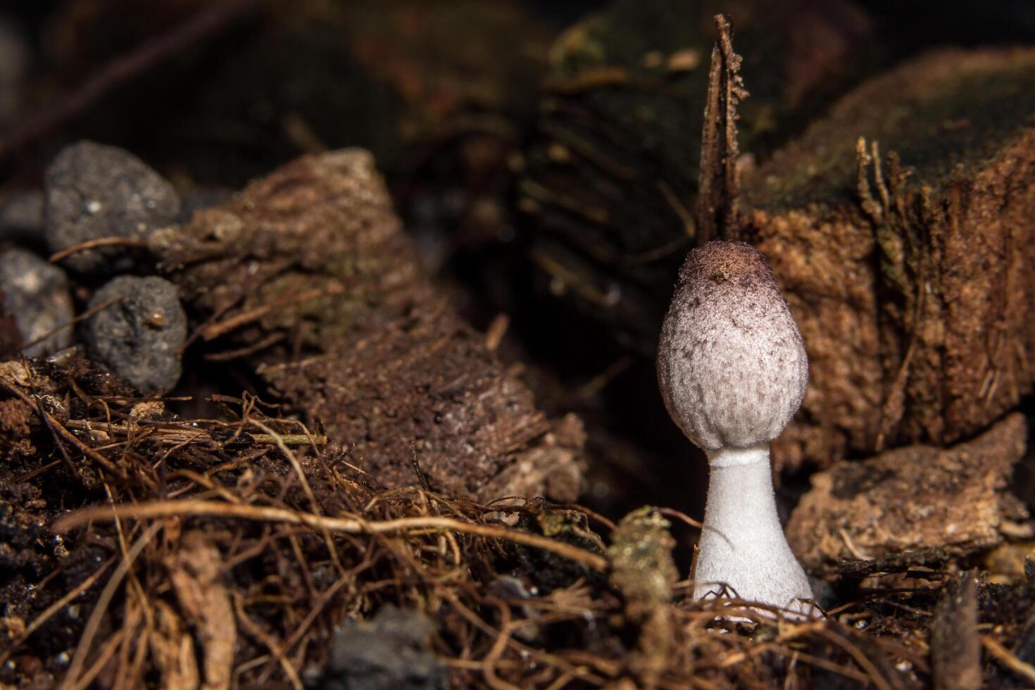 Macro close up of brown mushrooms in the wild photo