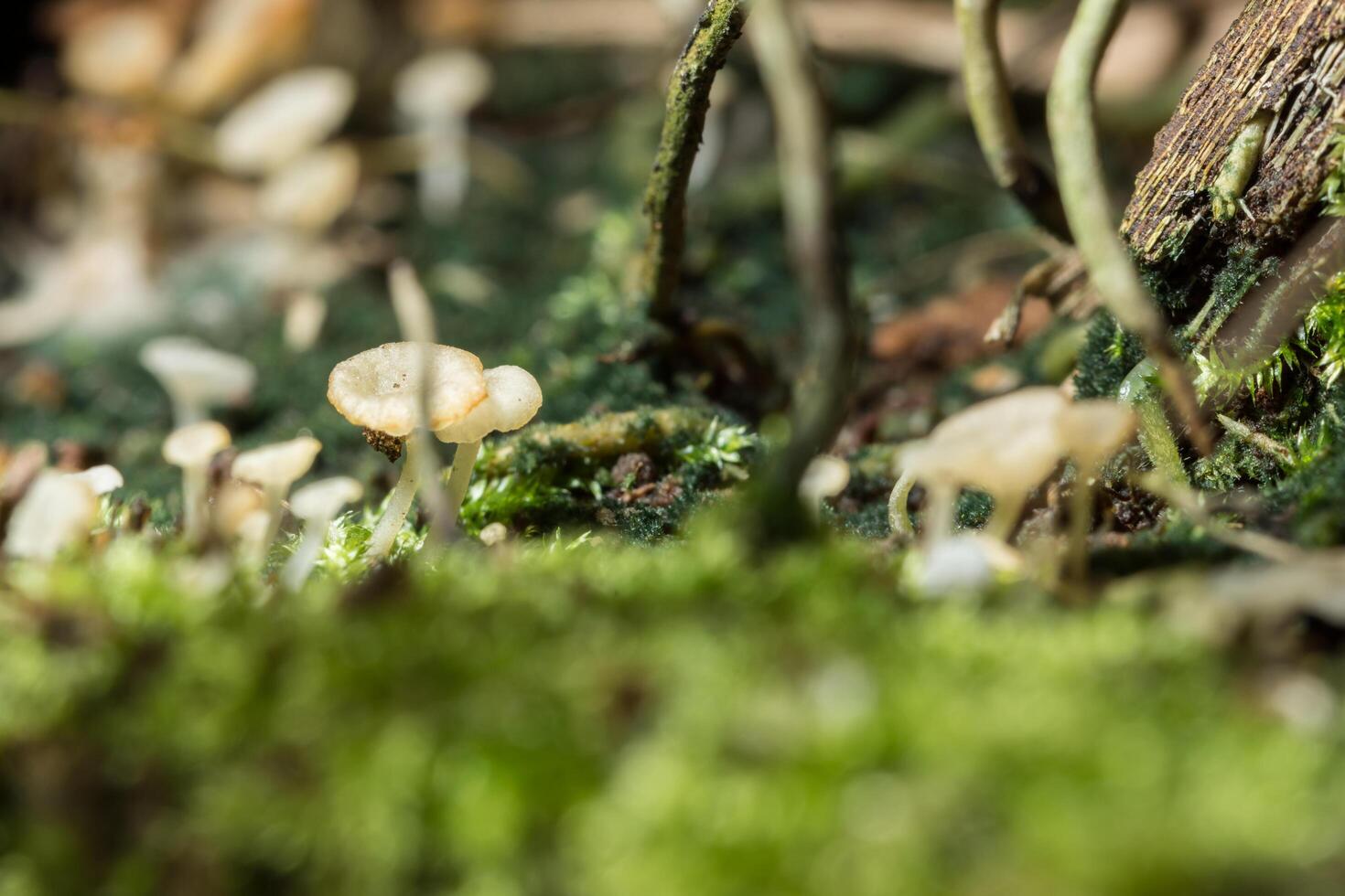 Macro close up of brown mushrooms in the wild photo