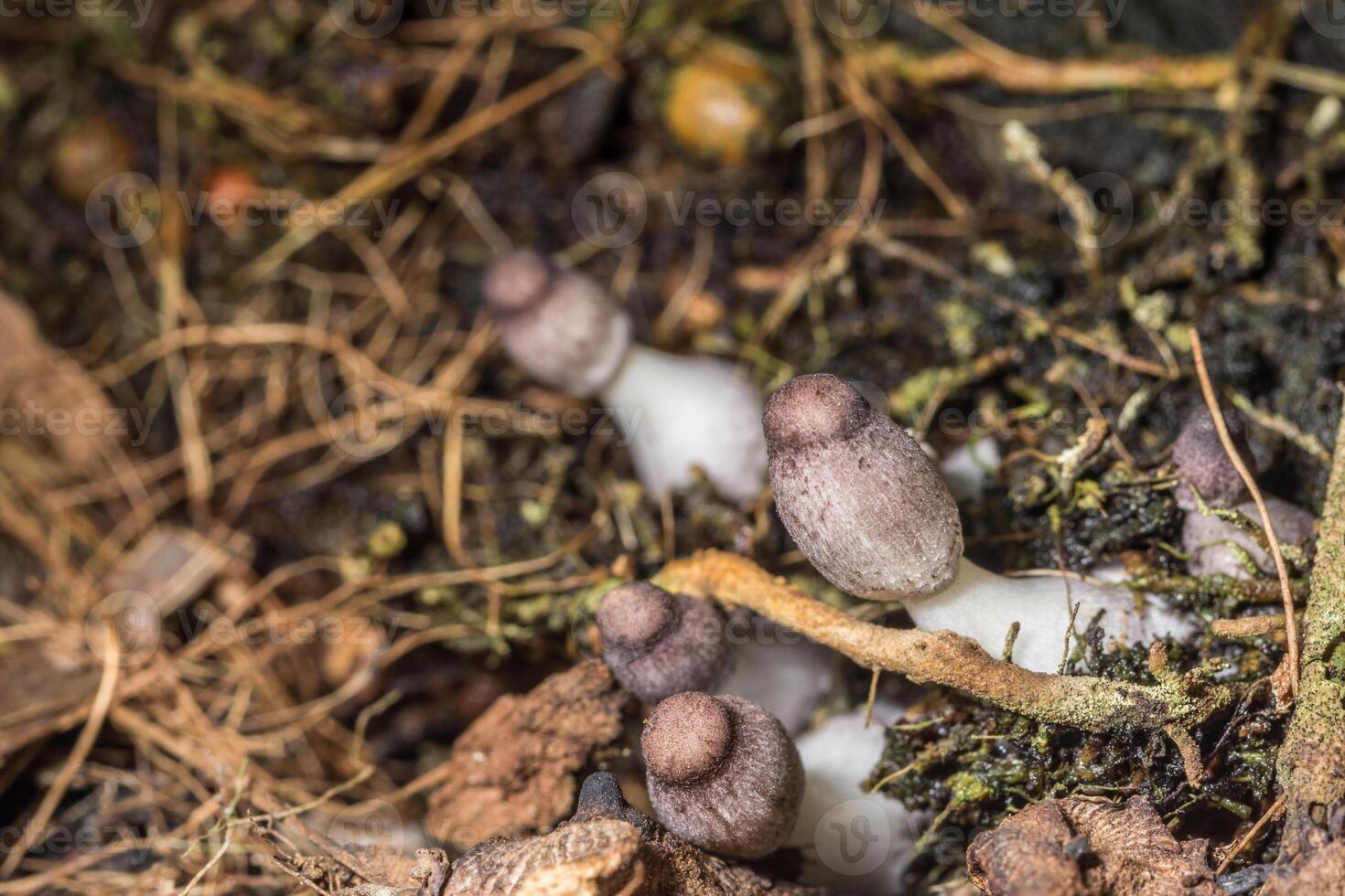 A group of mushrooms growing in the ground photo