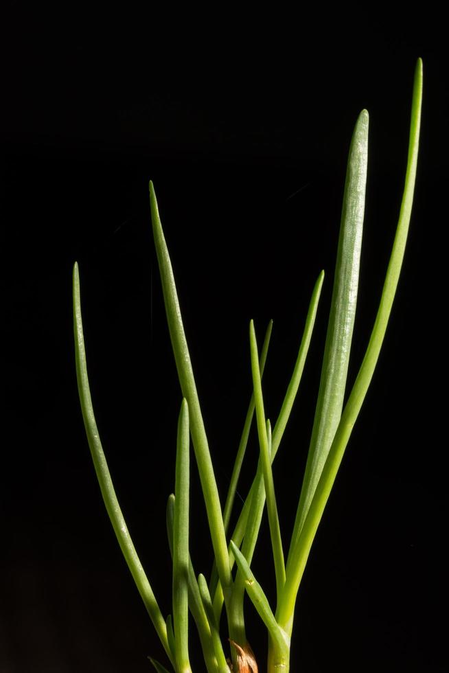 Green onion on a black background photo