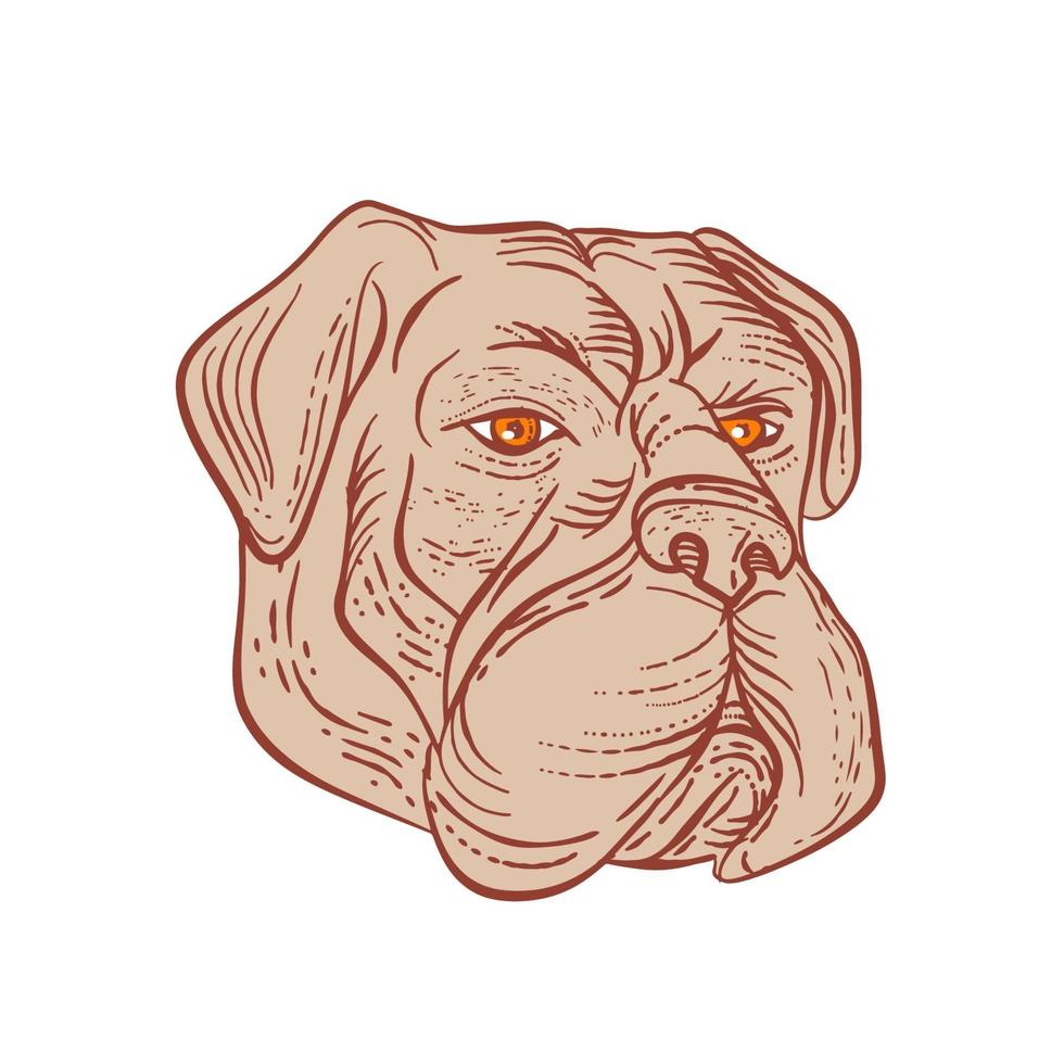 Bullmastiff Head, Etching Color vector