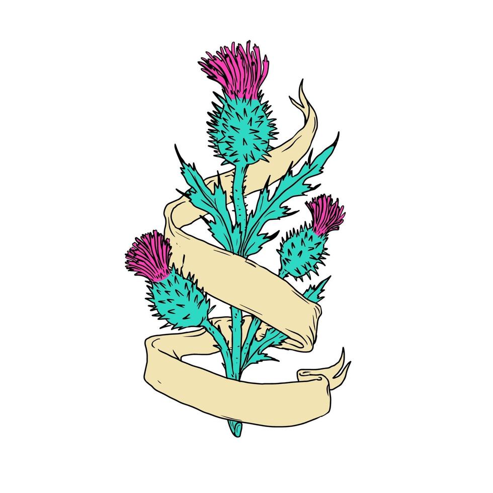 Scottish Thistle With Ribbon, Color Drawing vector