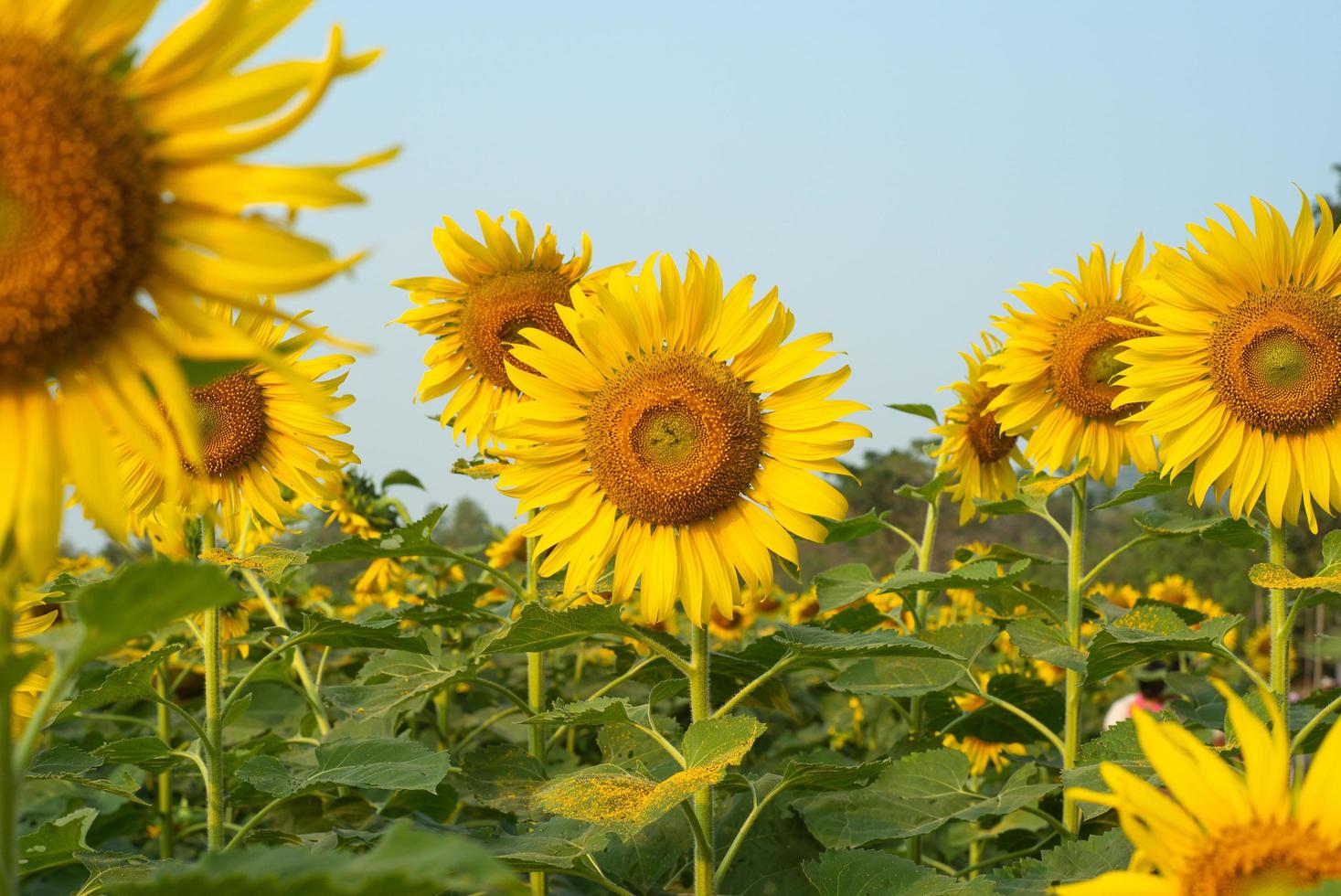 Close-up picture of blooming sunflowers in the plantation field photo