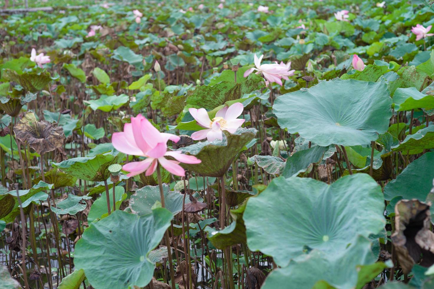 Landscape of blossom pink lotuses in the pond photo