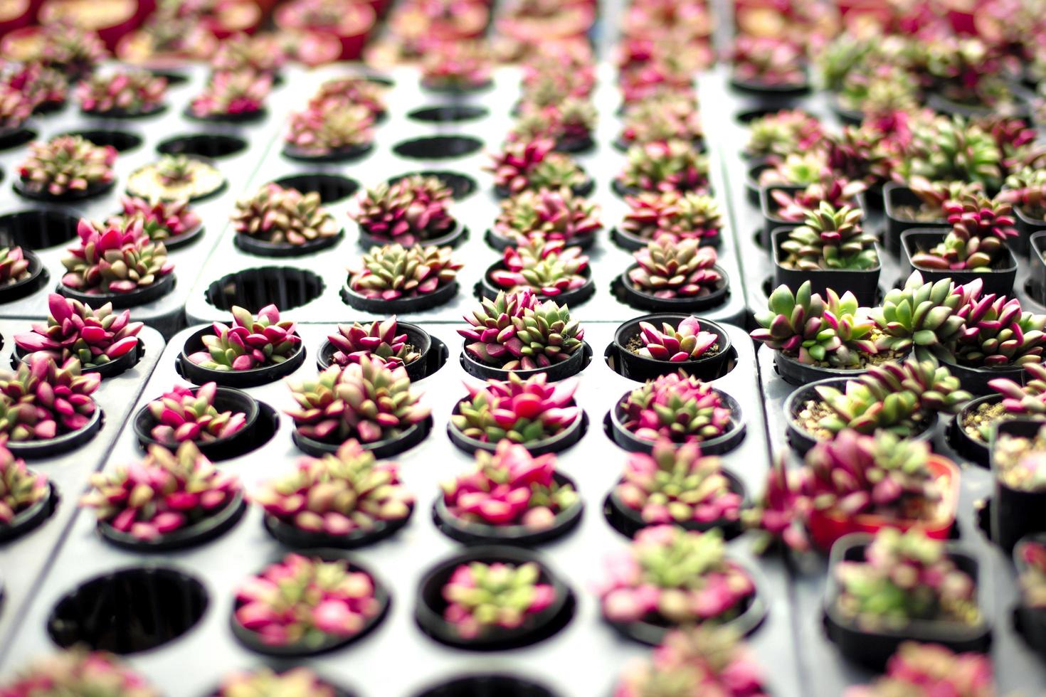 Variety types of cactus in the farm with selective focus and blurred background photo