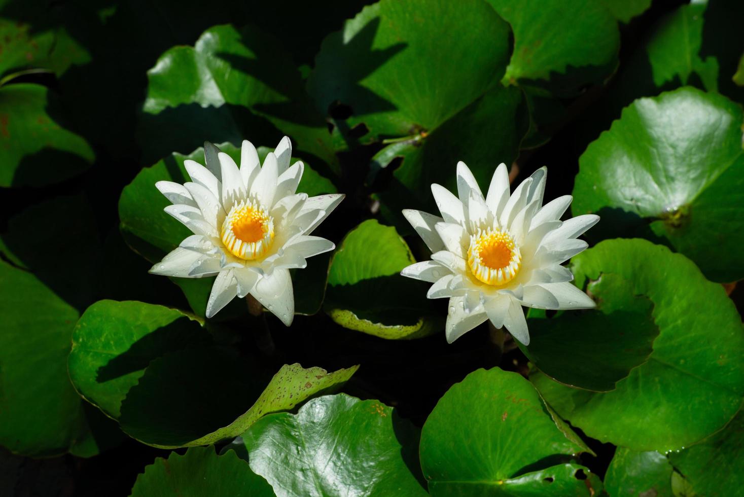 Close-up of blooming lotus in the pond with water drops on the petals photo