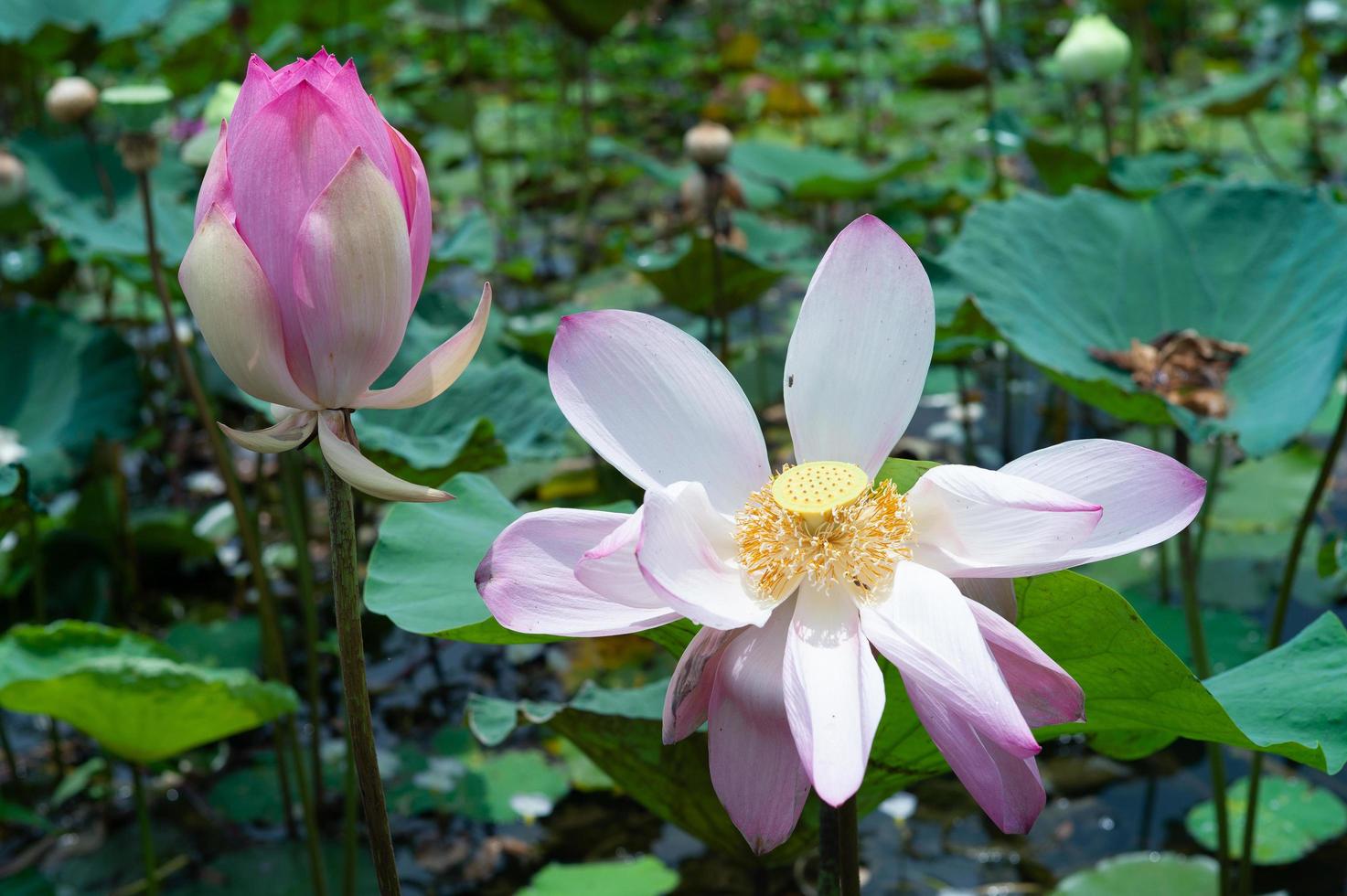 Close-up picture of blooming pink lotuses in the pond photo