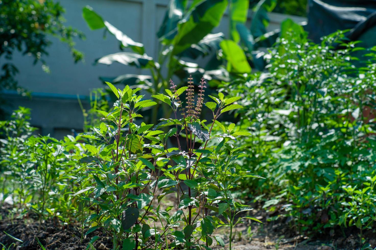 Close-up of organic basil tree growing in the backyard photo