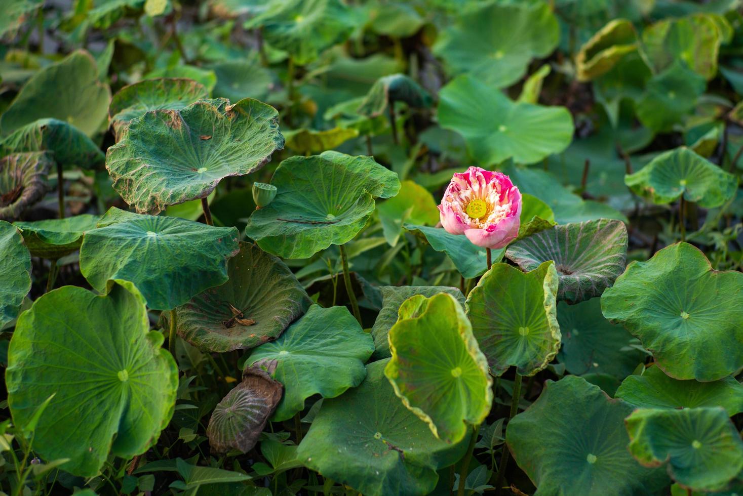 Close-up selective focus on blossomed pink lotus with blurred green leaves in background photo