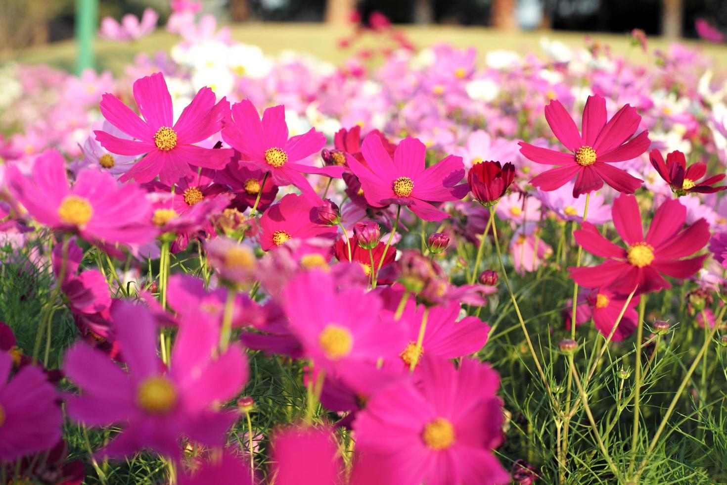 El enfoque selectivo en la multitud de coloridas flores de margarita en el campo foto