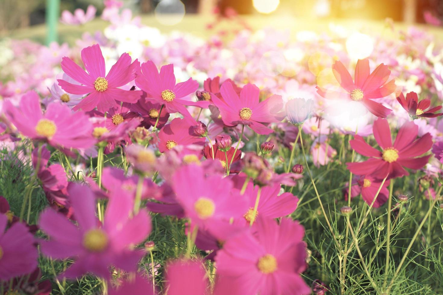 Selective focus on crowd of colorful daisy flowers in the field photo