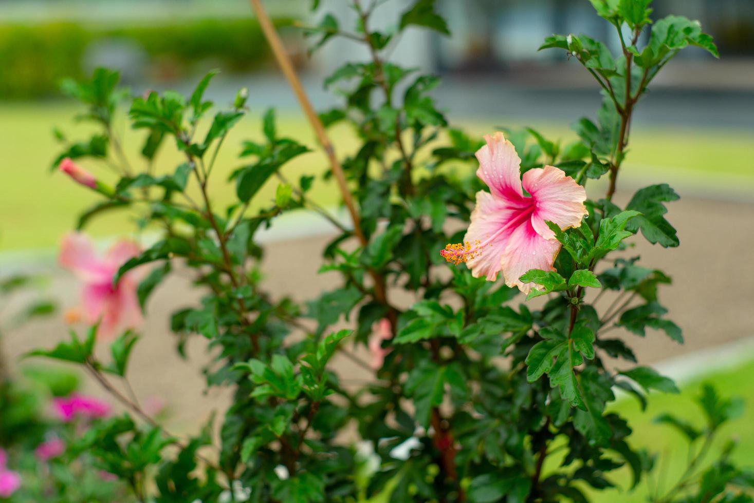 Selective focus on the pollen of blossom pink hibiscus flower with blurred background of garden photo