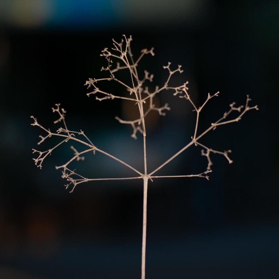 Abstract closeup picture of dried little tree and branches with isolated black background photo