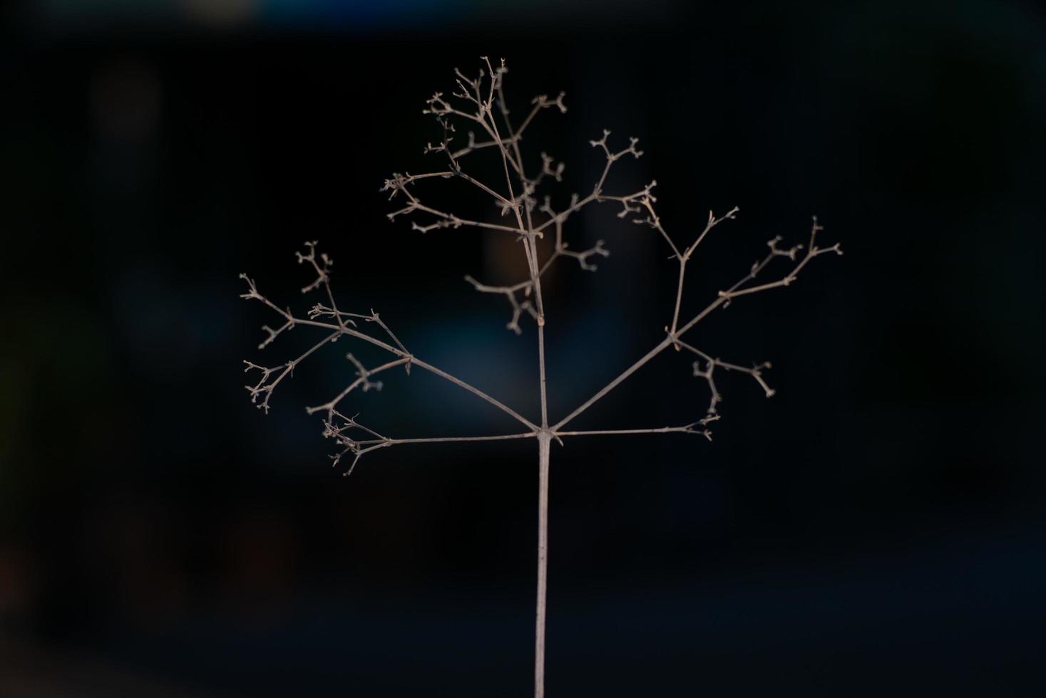 Abstract closeup picture of dried little tree and branches with isolated black background photo