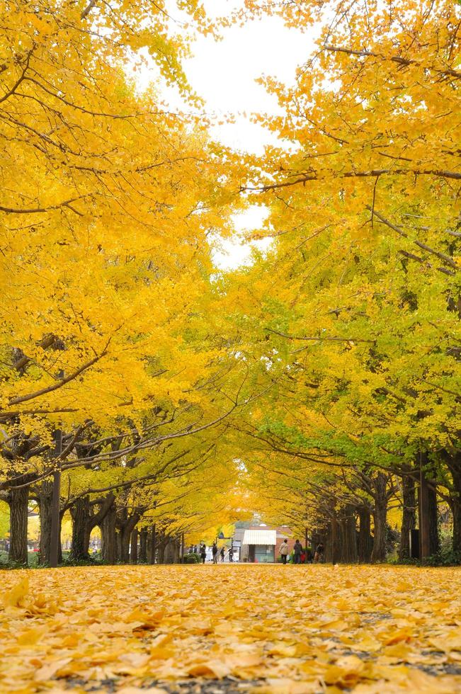 la pasarela cubierta por las hojas amarillas de la raíz de ginkgo en el parque público de la ciudad foto